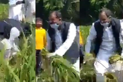 কৃষকের কাঁচা ধান কাটলেন এমপি, ভিডিও ভাইরাল