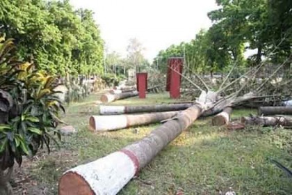 ক্যাম্পাসের ঐতিহ্যবাহী গাছ কেটে সমালোচনায় রাবি প্রশাসন