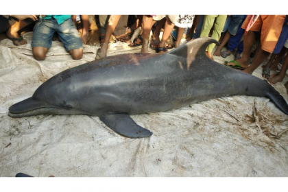 আবারও ডলফিন ধরে সমালোচিত জেলেরা