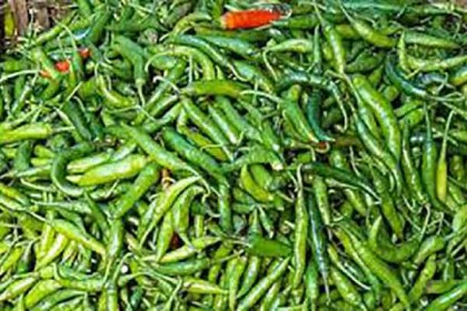 কাঁচা মরিচের কেজি ২ টাকা, বিপাকে লালমনিরহাটের কৃষকরা