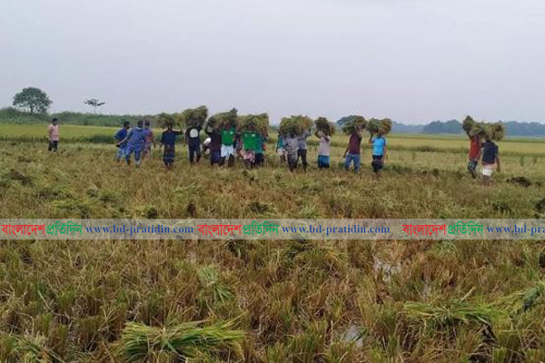 গাজীপুরের কাপাসিয়ায় কৃষকের ধান কেটে দিয়েছে যুবলীগ