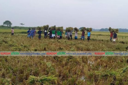 গাজীপুরের কাপাসিয়ায় কৃষকের ধান কেটে দিয়েছে যুবলীগ