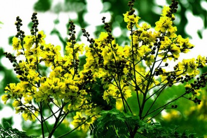 পাহাড়ে সৌন্দর্যের ডালি সাজিয়েছে প্রকৃতি