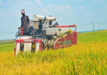 চলনবিলে ধানের বাম্পার ফলনেও দুশ্চিন্তায় কৃষক