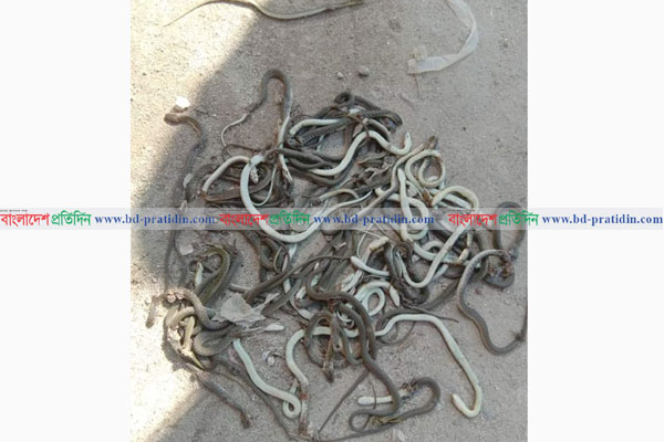 জুতার দোকানে মিলল ২০০ বিষাক্ত গোখরা সাপ!