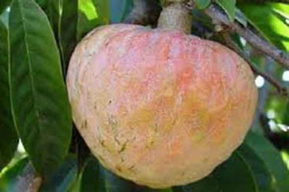 ইফতারিতে রাখুন আতা ফল