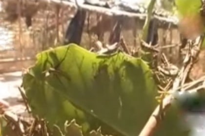 টেকনাফে মিলেছে পঙ্গপালের উপস্থিতি, দাবি কীট বিজ্ঞানীদের