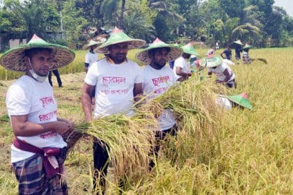 শালিখায় গরিব কৃষকদের ধান কেটে দিলো  ছাত্রদল

