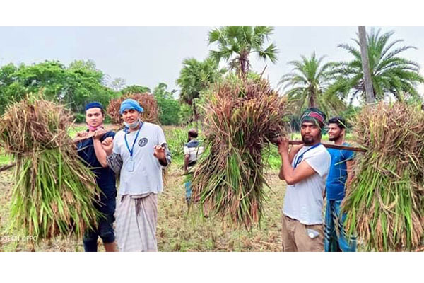 বরুড়ায় কৃষকের ধান কেটে বাড়ি পৌঁছে দিচ্ছে কলেজ ছাত্রলীগ