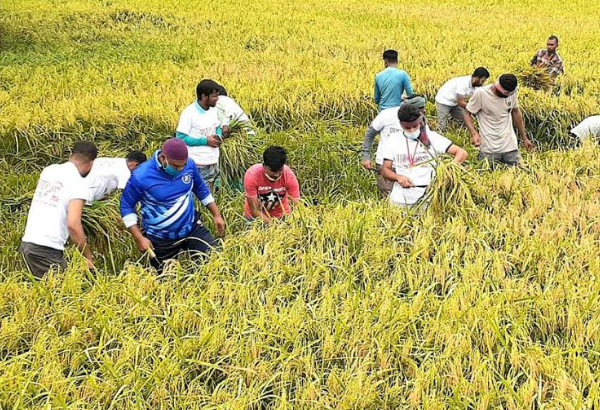 জয়পুরহাটে কৃষকের ধান কেটে দিল ছাত্রলীগ