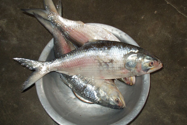 দুই মাস পর ইলিশ শিকারে চরফ্যাশনের জেলেরা 