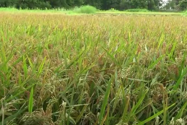 শরীয়তপুরে বোরোর বাম্পার ফলন; শ্রমিক সংকটে ধান কাটা ব্যাহত 
