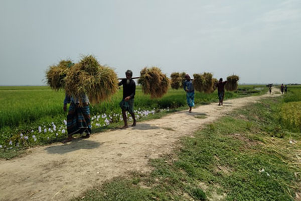 ব্রাহ্মণবাড়িয়ার ১৩৪ হেক্টর জমির ফসল ব্লাষ্ট রোগাক্রান্ত