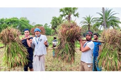 বরুড়ায় কৃষকের ধান কেটে বাড়ি পৌঁছে দিচ্ছে কলেজ ছাত্রলীগ