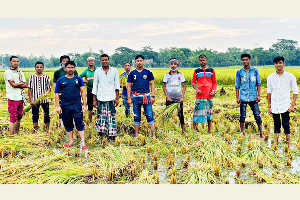 লাকসামে কৃষকের ধান কেটে দিল ছাত্রলীগ