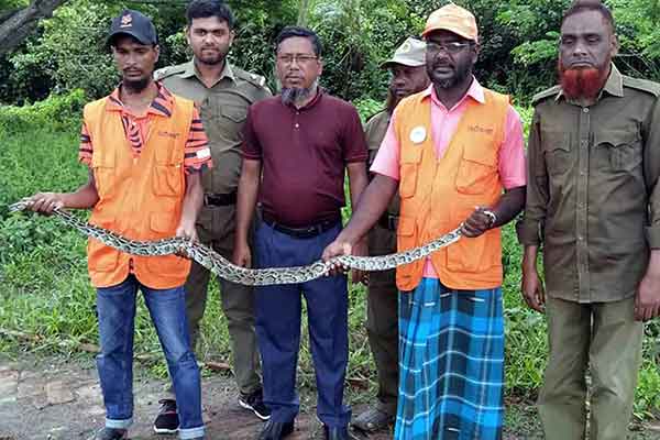 মুরগির খোপ থেকে অজগর উদ্ধার, সুন্দরবনে অবমুক্ত