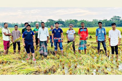 লাকসামে কৃষকের ধান কেটে দিল ছাত্রলীগ