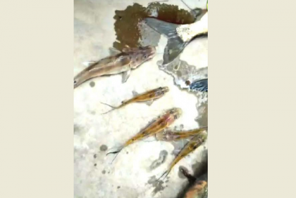 বেগমগঞ্জে মৎস্য প্রজেক্টে দুর্বৃত্তের বিষ প্রয়োগ