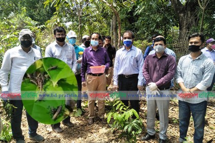 টেকনাফের সেই পোকা পঙ্গপাল নয়, ঘাসফড়িং, পাতা খেলেও ফসল খায় না