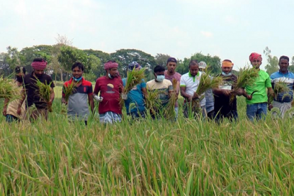 কৃষকের ধান কেটে ঘরে তুলে দিলো সেচ্ছাসেবক লীগ