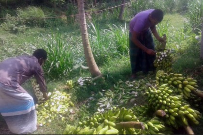 মানিকগঞ্জে বিনষ্ট করা হলো রাসায়নিক মিশ্রিত কলা
