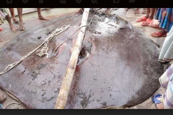 চাঁদপুরে জেলেদের জালে ১০ মণ ওজনের শাপলা মাছ