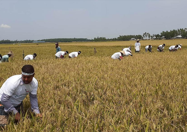 এবার কৃষকের ধান কাটলেন প্রাথমিক শিক্ষক নিয়োগ প্রত্যাশীরা