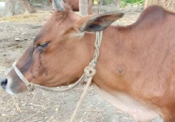 নান্দাইলে গবাদি পশুর লাম্পি স্কিন রোগের প্রাদুর্ভাব