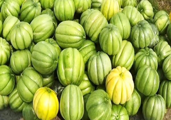 বাম্পার ফলনের পরেও হতাশায় ভুগছেন বাঙ্গি চাষিরা