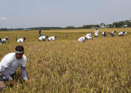 এবার কৃষকের ধান কাটলেন প্রাথমিক শিক্ষক নিয়োগ প্রত্যাশীরা