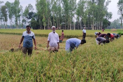 চিলমারীতে নারী কৃষকের ধান কেটে দিলো কৃষক লীগ
