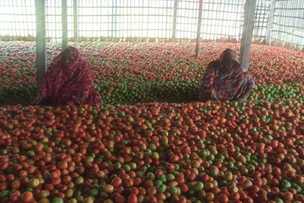 পঞ্চগড়ে ন্যায্যমূল্য পেয়ে খুশি টমেটো চাষিরা