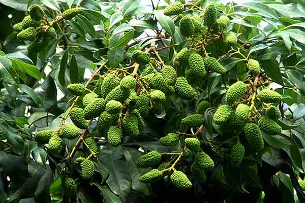 করোনার প্রভাবে দিনাজপুরে লিচুর বাগান মালিকরা বিপাকে