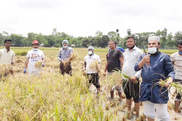 লাকসামে কৃষকের ধান কেটে মাড়াই করে ঘরে তুলে দিল শিক্ষকরা