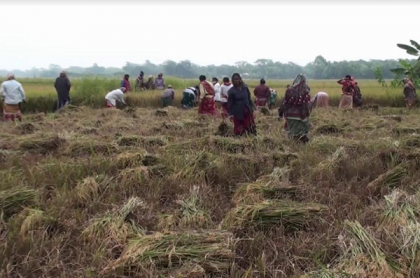 এবার ধান কাঁটতে মাঠে নেমেছেন একদল নারী