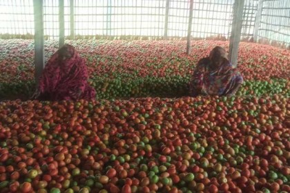 পঞ্চগড়ে ন্যায্যমূল্য পেয়ে খুশি টমেটো চাষিরা