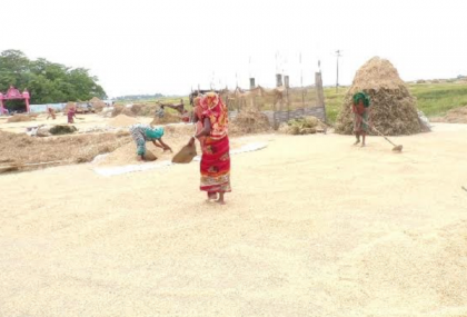 হবিগঞ্জে বোরো ধানের বাম্পার ফলনের পরেও কৃষকরা দিশেহারা