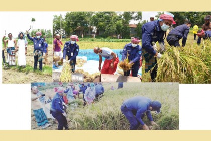 অর্ধেক জমির ধান কেটে মাড়াই করে দিলো পুলিশ