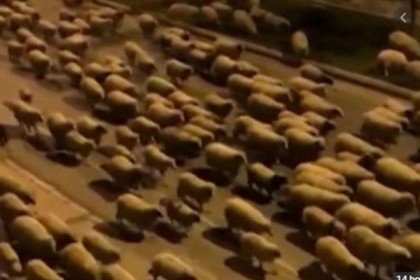 লকডাউন শহরে হঠাৎ শত শত ভেড়ার উপদ্রব