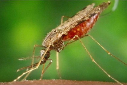 ম্যালেরিয়া ‘পুরোপুরি থামানোর’ উপায় আবিষ্কার