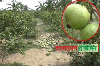ঝিনাইদহে লোকসানের মুখে পেয়ারা বাগানের মালিকরা