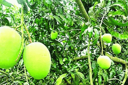 রাজশাহীর গাছে গাছে অযত্নে বাড়ছে আম


