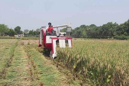 চুয়াডাঙ্গায় কম্বাইন্ড হার্ভেস্টারে ধানকাটা শুরু