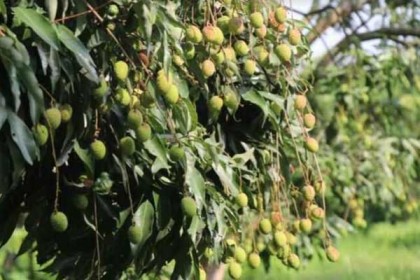 লিচুর রাজ্যে করোনার থাবা, ৫০ কোটি টাকা ক্ষতির আশঙ্কা
