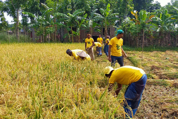 ঝিনাইদহে হতদরিদ্র কৃষকের ধান কেটে দিলো যুবলীগ