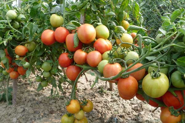 গ্রীষ্মকালীন হাইব্রীড টমেটোর নতুন জাত ‘লাল বাহাদুর’