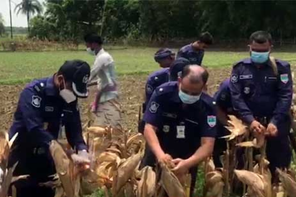 করোনায় আক্রান্ত ব্যক্তির ভুট্টা তুলে বাড়ি পৌঁছে দিল পুলিশ