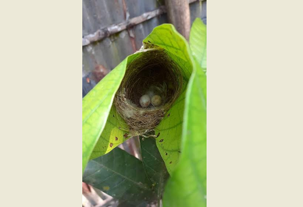 কুমিল্লার প্রকৃতিতে বেড়েছে পাখির আনাগোনা