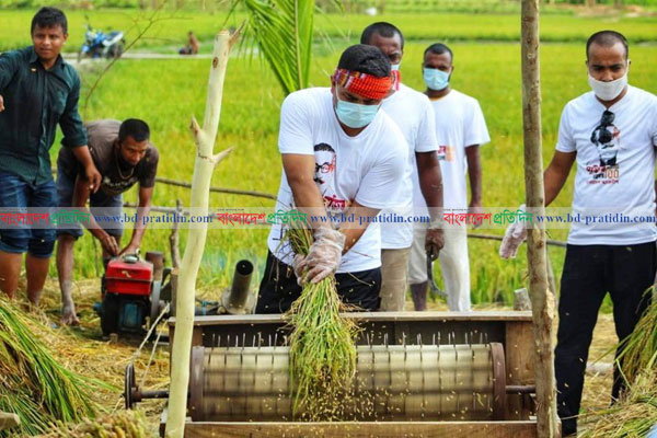পীরগঞ্জে কৃষকের ধান কেটে দিল ছাত্রলীগ