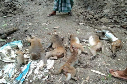 মাদারীপুরে নিরীহ বানরগুলোর ওপর এ কেমন নিষ্ঠুরতা!